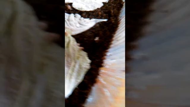 Уход за улитками АХАТИНАМИ и яйцами, иулитятами "!!!''