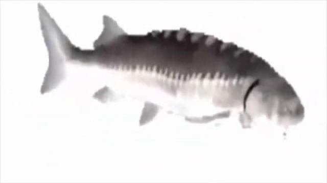 Рыба крутится под рапапа (1080p)