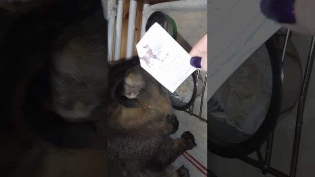 Завтрак кота, д-400 ? Фунчоза, кальмар отварной