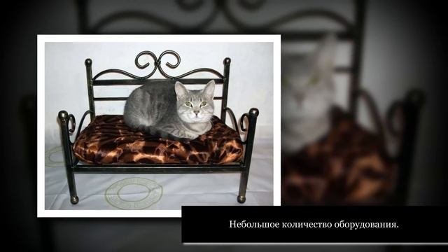 Изготовление мебели для животных: Оригинальная бизнес идея