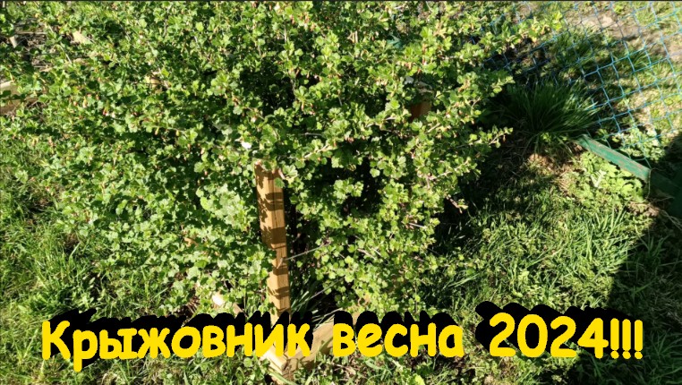 Крыжовник зацвел в апреле"#сад#огород#дача