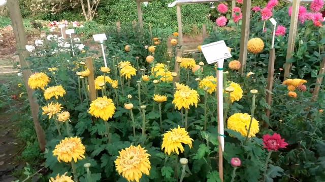 Early Flowering Chrysanthemum Blooms