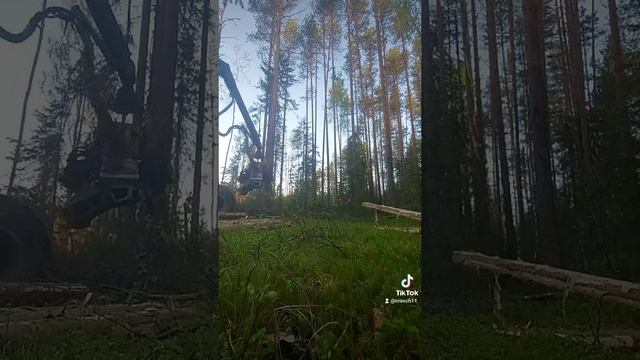 Валка леса,харвестером
