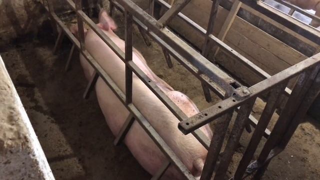 Поросёнок гигантопорос-все готовопоросята на продажу