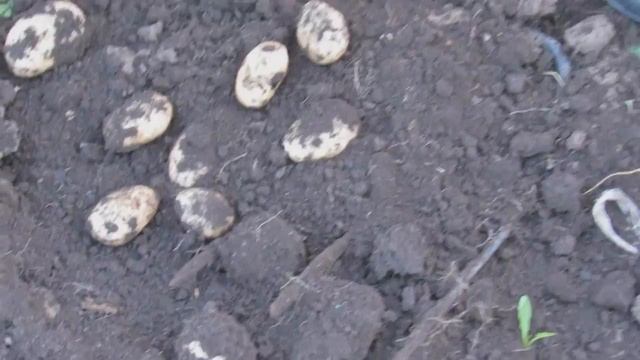 захотелось свеженькой картохи, подкопали