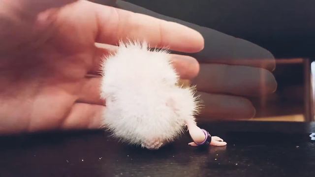 кольцевание птенцов кореллы