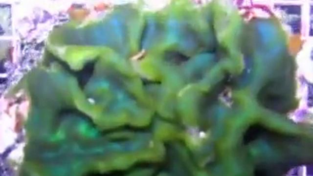 Rare Metallic Blue and Green Macroalgae