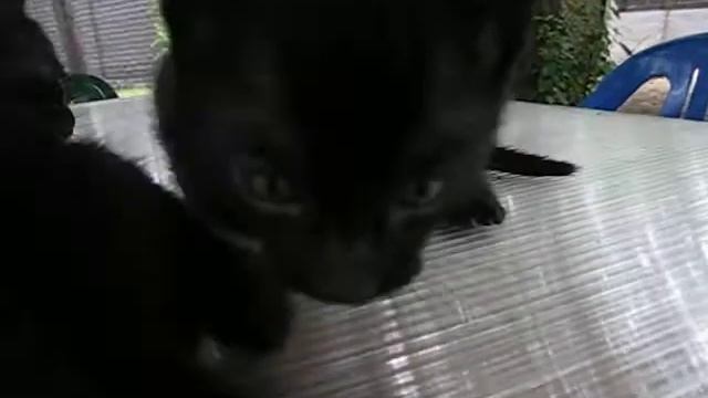 Bennvoyagee kittens