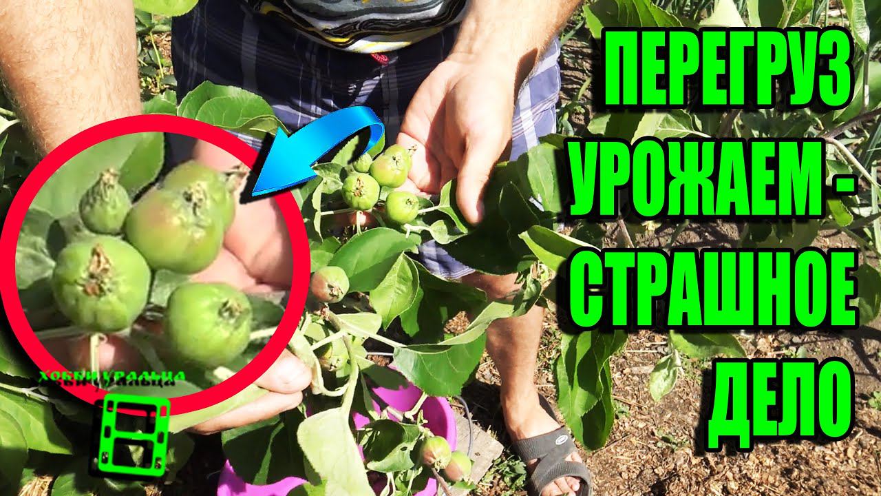 ВАЖНАЯ НОРМИРОВКА ПЛОДАМИ ПЛОДОВЫХ ДЕРЕВЬЕВ И КУСТАРНИКОВ. САД (ОГОРОД) И ТЕПЛИЦА 20-21