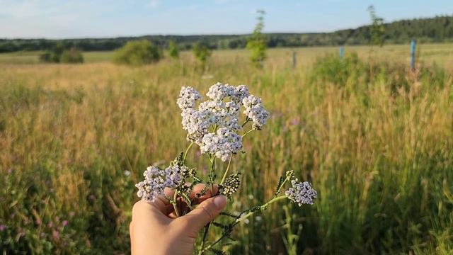 Душица, Тысячелистник и Льнянка обыкновенная- полезные свойства для здоровья