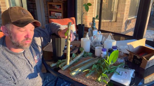 Rooting Angel Trumpet | One New Method!