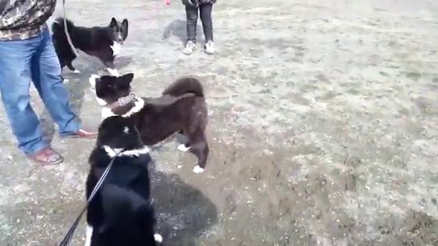 Карельская выставка охотничьих собак