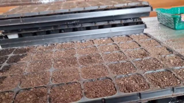 Сроки посева семян на рассаду