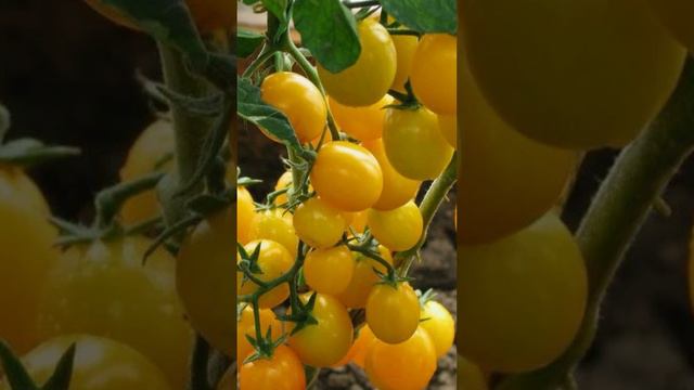 Этот солнечный урожайный сорт помидоров ‒ привел меня в восторг здоровьем, неприхотливостью и вкусом