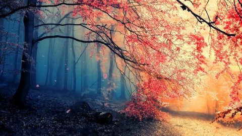 Магический Лес | Сказочный Пейзаж | Magic Forest | Cherry Tries | Fantasy Landscape - Живые Обои
