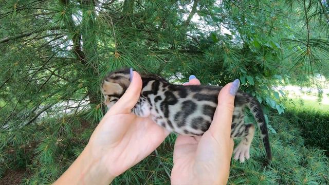Brown Black Spotted Tabby Male from (Zara & Oliver)