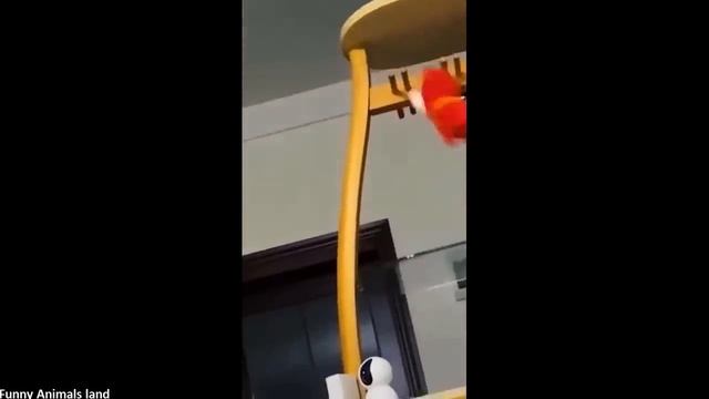 Нарезка со смешными котиками и собачками