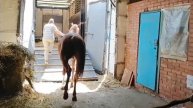 Отправка коневоза (май 2021г.) в Чеченскую Республику (жеребец Симург). +79825082418 - КОНЕВОЗ
