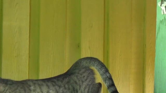 Как узнать что кошка хочет кота