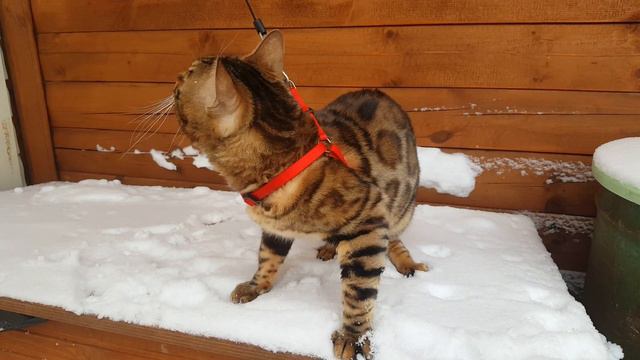 майбах зимой