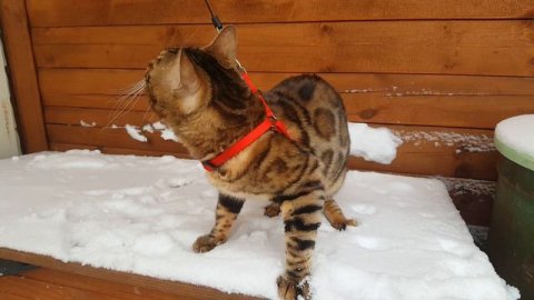 майбах зимой