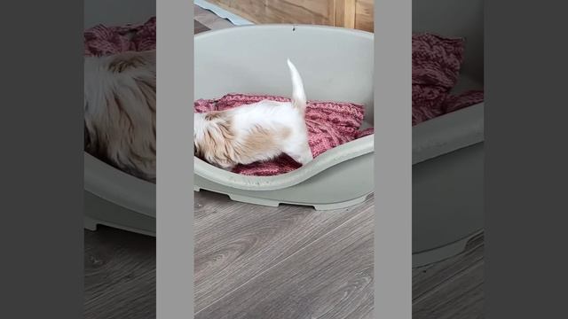 Щенки Кавалер Кинг Чарльз спаниель