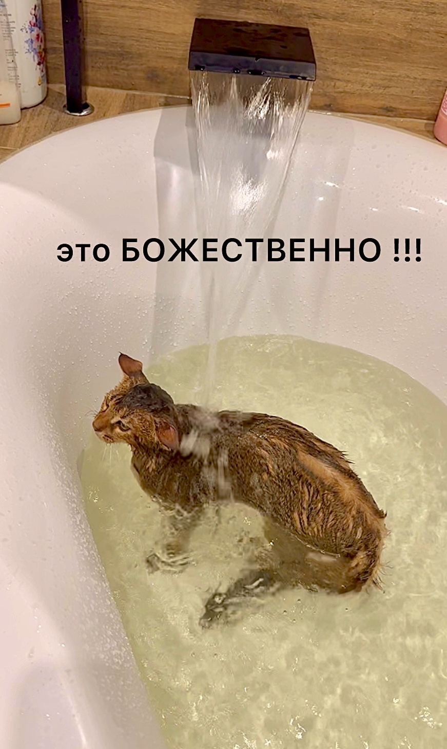 Кот чаузи балдеет в ванной под водопадом 😻