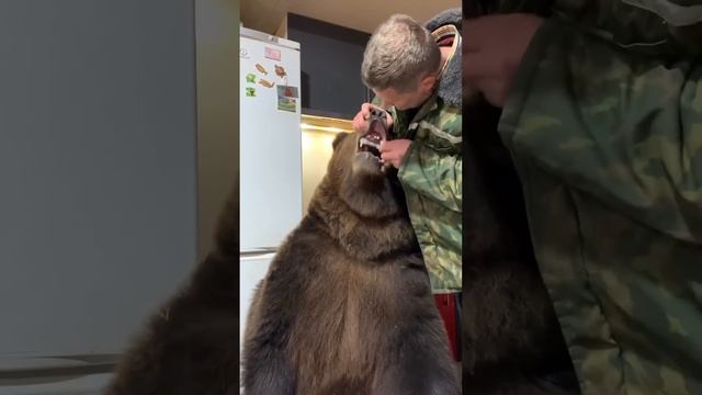 Brave Man Brushes Bears Pearly Whites! ??