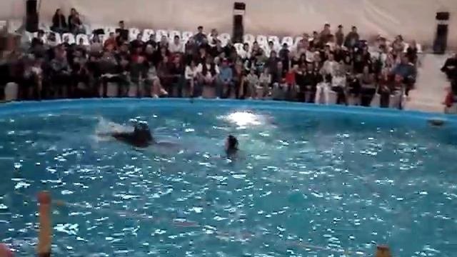 odessa dolphin show..