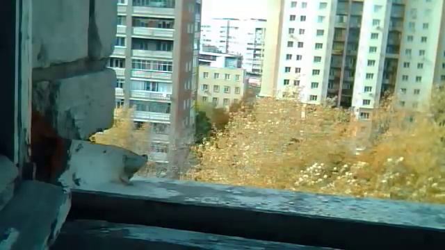 Белый голубь клюёт овсянку на подоконнике
