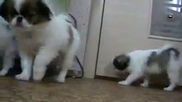 Питомник "Хин Селигер"