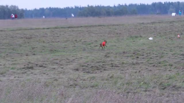 Тайский риджбек LAWAN FAILIN BEETY CHIERA. ЧРКФ. Новый Милет. 17.09.2016.