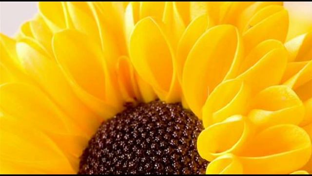 A. Vivaldi: Manchester sonata for violin & b.c. in C minor n. 7 (RV 6) - Part II