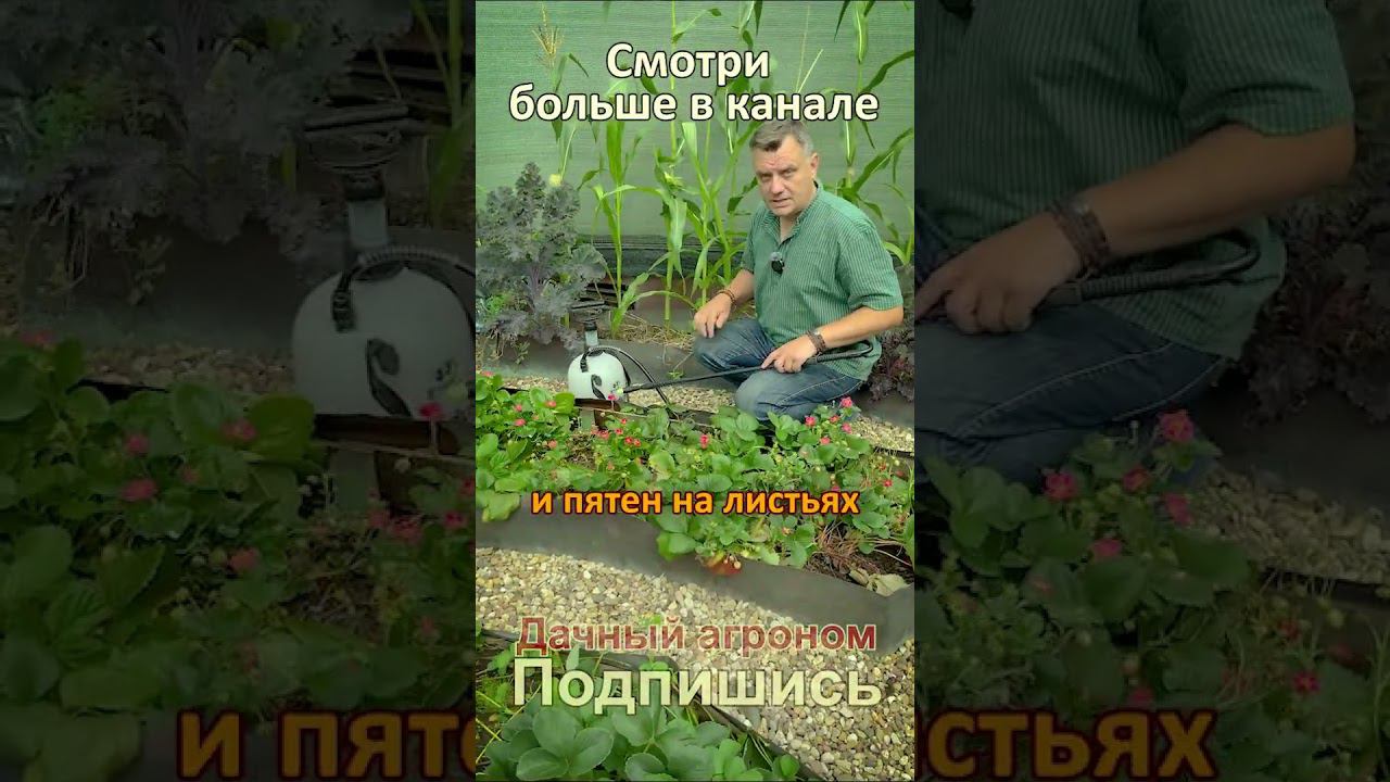 ВАЖНО Баковая смесь для урожая клубники