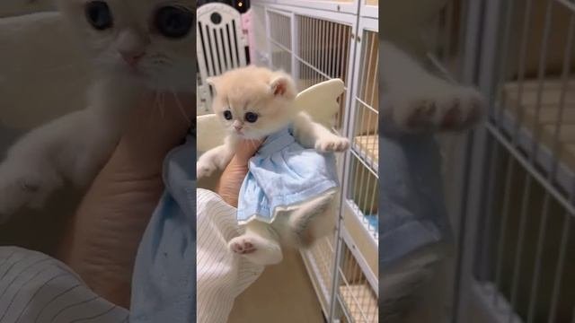 Милый котик