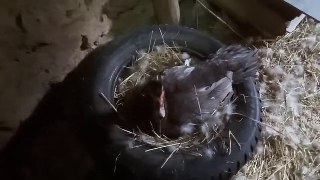 Утка бросила гнездо,что делать?