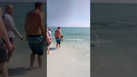 помогли выброшенной на берег акуле вернуться в воду