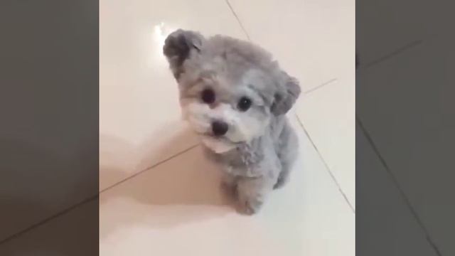 Собачка выглядит как игрушка