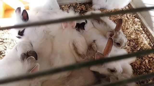 ВЗАИМНАЯ ПОДПИСКА ?? ВИДЕО С КРОЛИКАМИ ⬇ УХОД ЗА КРОЛИКАМИ РЕФЕРАТ? ПРИКОЛЬНЫЙ КРОЛИКИ 2017-2018