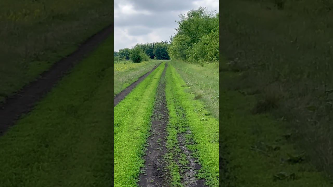 Встретили зайца на дороге #деревня #nature #animals #животные #заяц #rabbit #природа