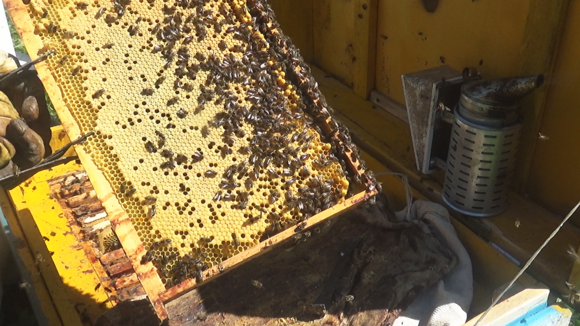 Приехал на пасеку. Осмотр пчелиных семей. Пчёлы уходят в роевое состояние. Удаляю маточники