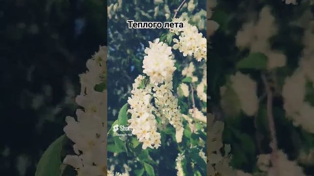лето