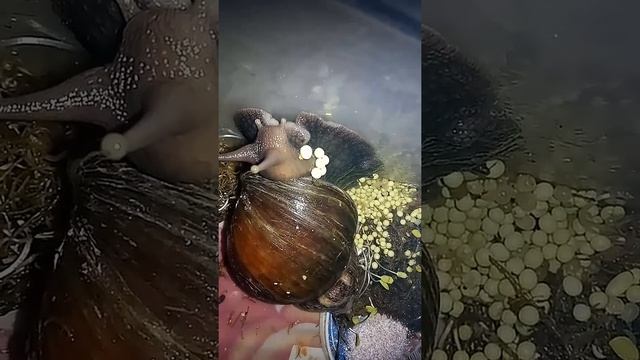 Улитка Ахатина откладывает яйца