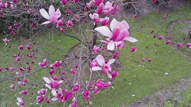 Весна в Сочи: цветут магнолии, камелии и нарциссы