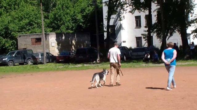 allbestdog.ru Северная Застава Лионора