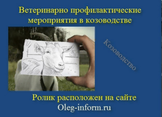 Ветеринарно профилактические мероприятия в козоводстве