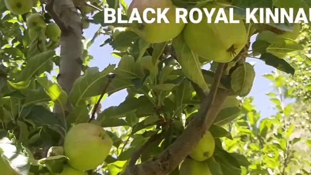 2023 Black Royel Apple Ropa KINNAUR