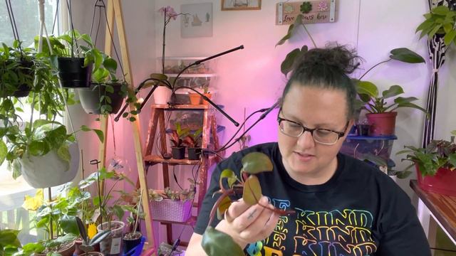 July Houseplant Favorites! Basically All My New Plants 2021