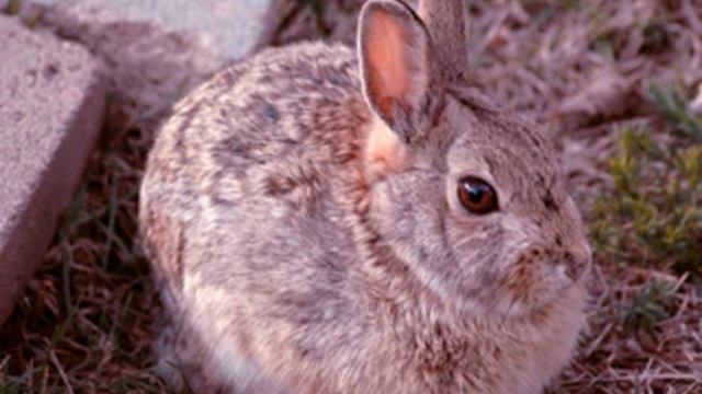 Rabbit Facts - Facts About Rabbits