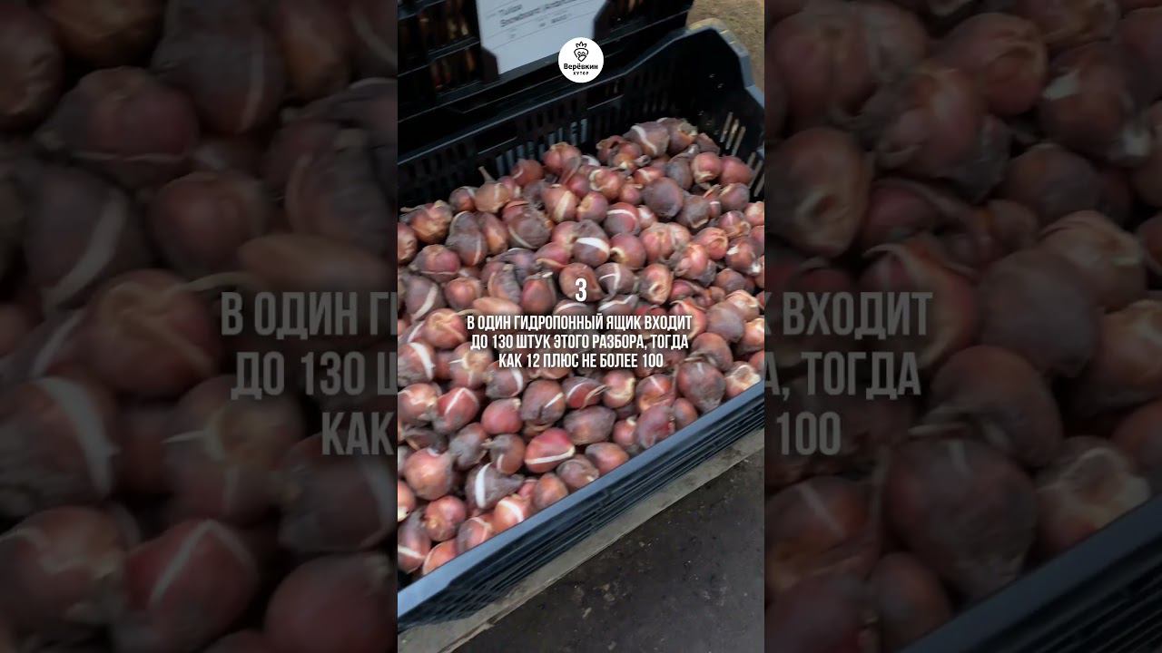 Луковица 11/12 разбора. Подходит ли для коммерческой выгонки?  #выгонка #посадочныйматериал